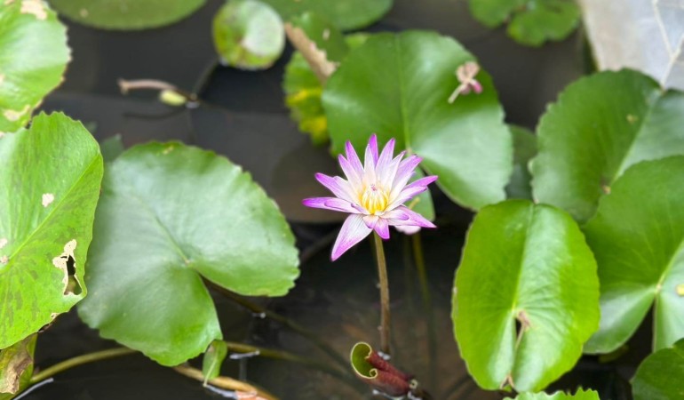 Chúc mừng ngày Nhà Giáo Việt Nam